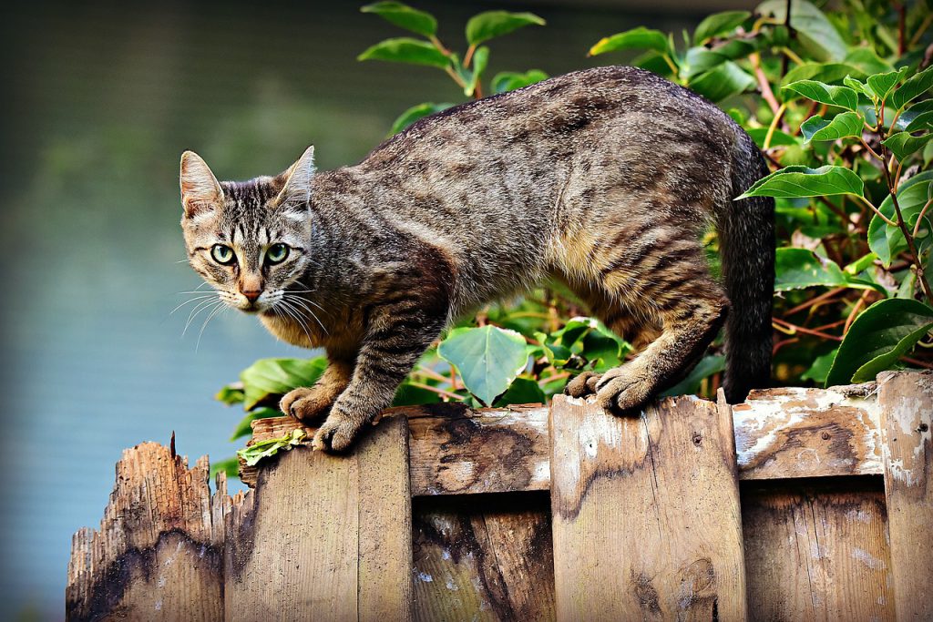 Jak przeliczyć wiek kota na ludzkie lata - kot nadworny