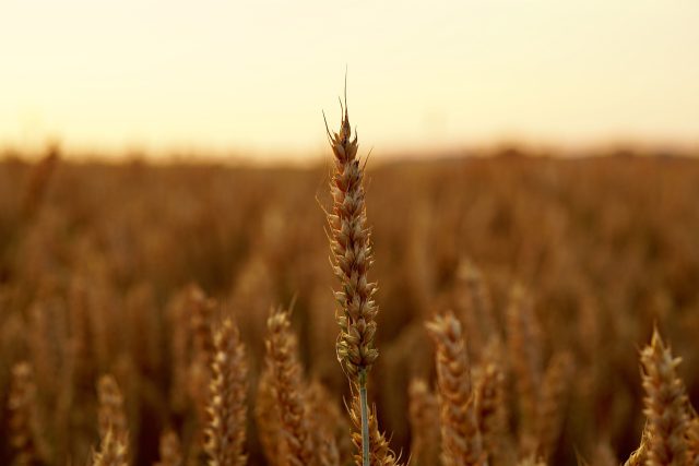 Czy ceny zbóż wzrosną? Analiza prognoz na przyszłe sezony