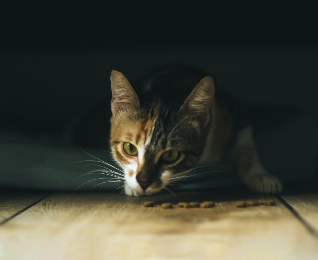 Praktyczny poradnik dla właścicieli – jak dobrać idealną karmę dla kotów?